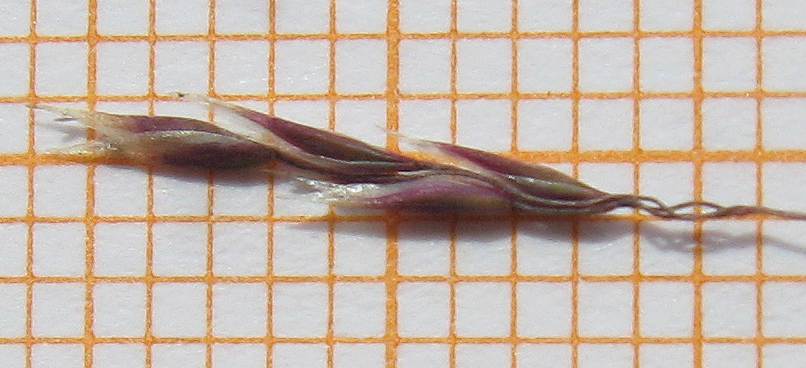 <i>Corynephorus divaricatus</i> (Pourr.) Breistr.
