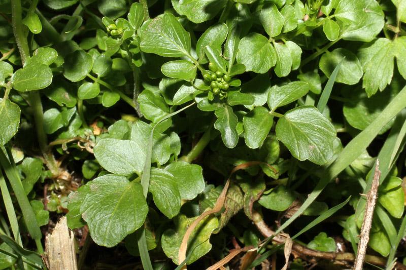 <i>Cardamine amara</i> L. subsp. <i>amara</i>