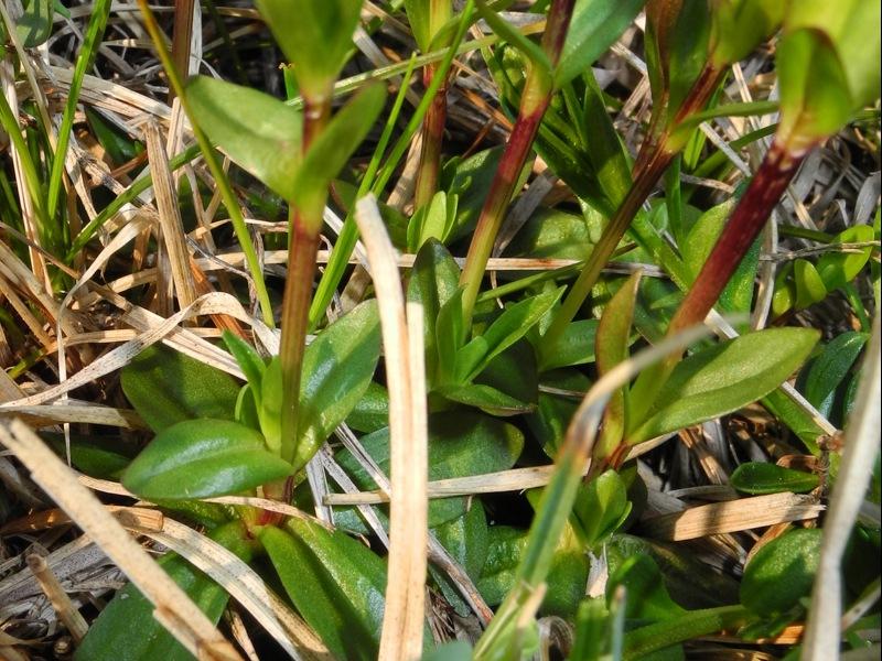 <i>Gentiana verna</i> L. subsp. <i>verna</i>