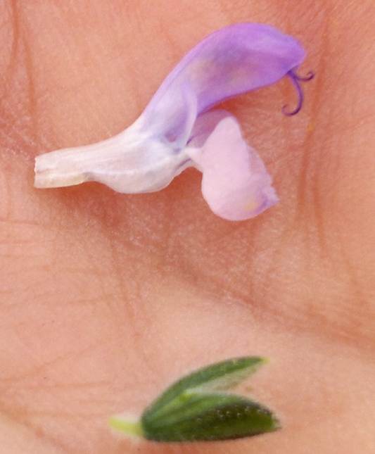 <i>Salvia clandestina</i> L.