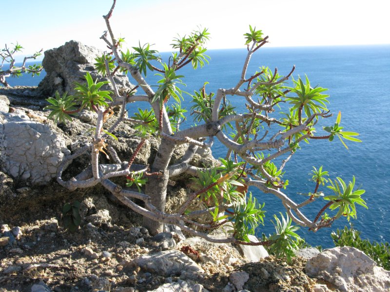 <i>Euphorbia dendroides</i> L.