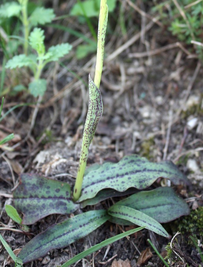 <i>Neotinea maculata</i> (Desf.) Stearn