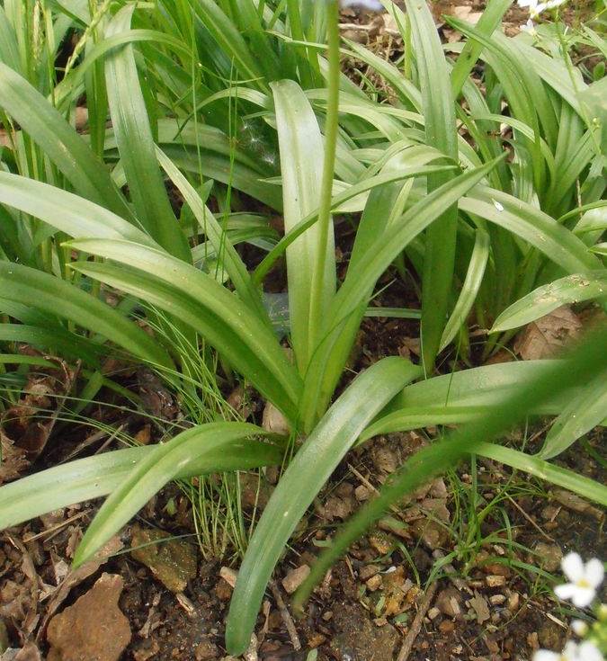 <i>Hyacinthoides x massartiana</i> Geerinck
