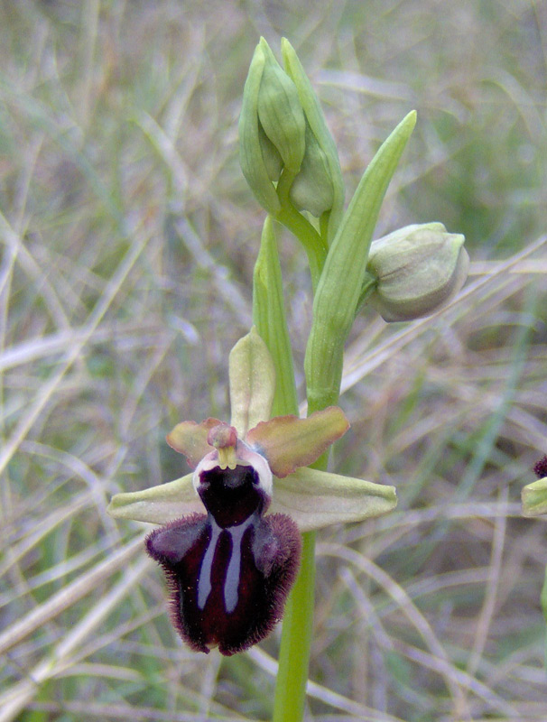 <i>Ophrys incubacea</i> Bianca
