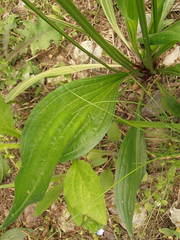 <i>Plantago lanceolata</i> L.
