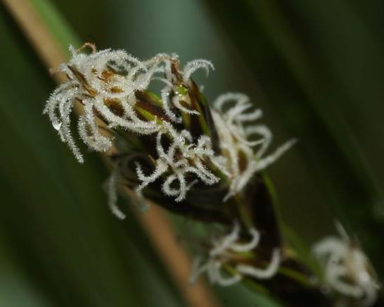 <i>Carex divisa</i> Huds.