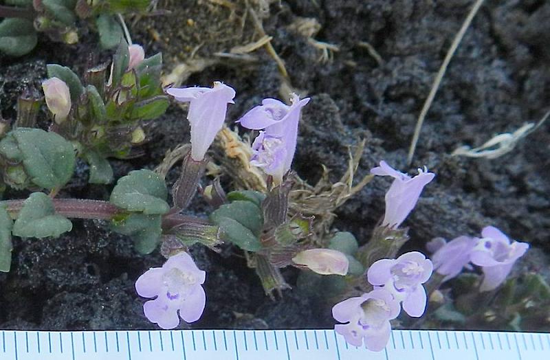 <i>Ziziphora granatensis</i> (Boiss. & Reut.) Melnikov subsp. <i>granatensis</i>