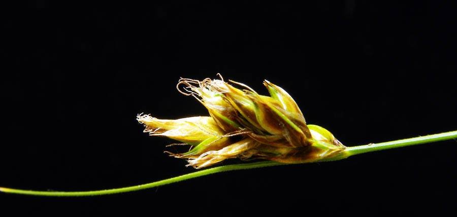 <i>Carex praecox</i> Schreb.