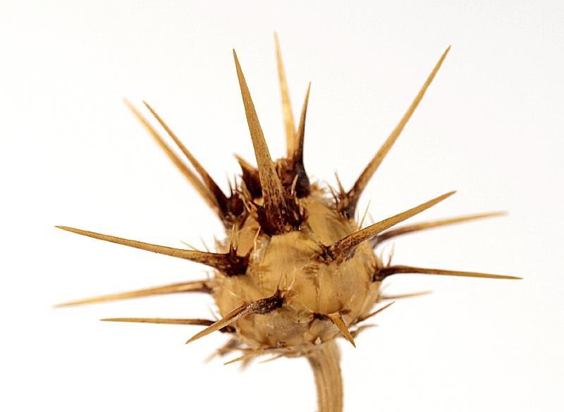 <i>Centaurea sicula</i> L.