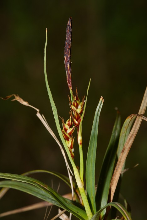 <i>Carex panicea</i> L.