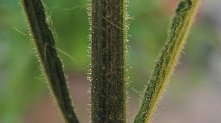 <i>Verbena bonariensis</i> L.