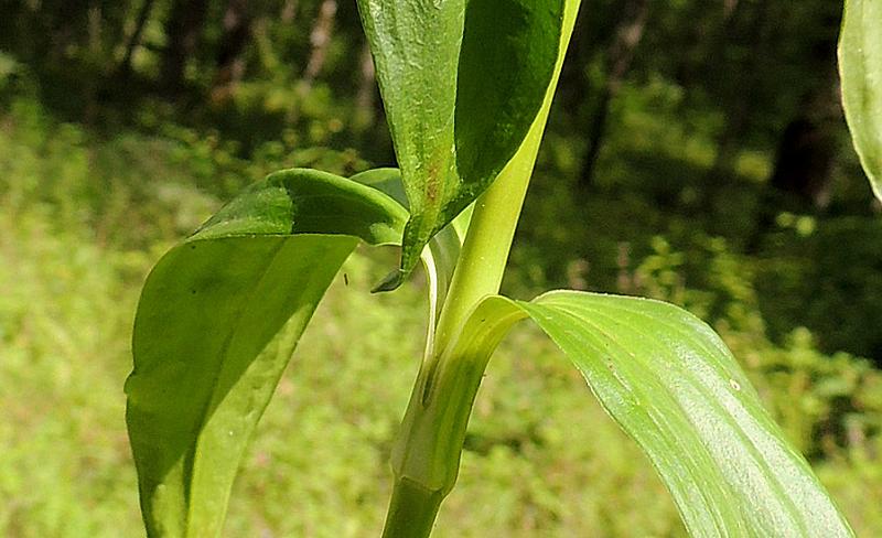 <i>Dianthus barbatus</i> L. subsp. <i>compactus</i> (Kit.) Heuff.