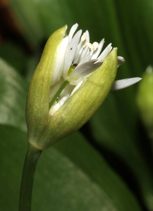 <i>Allium ursinum</i> L.