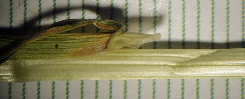 <i>Poa palustris</i> L. subsp. <i>palustris</i>