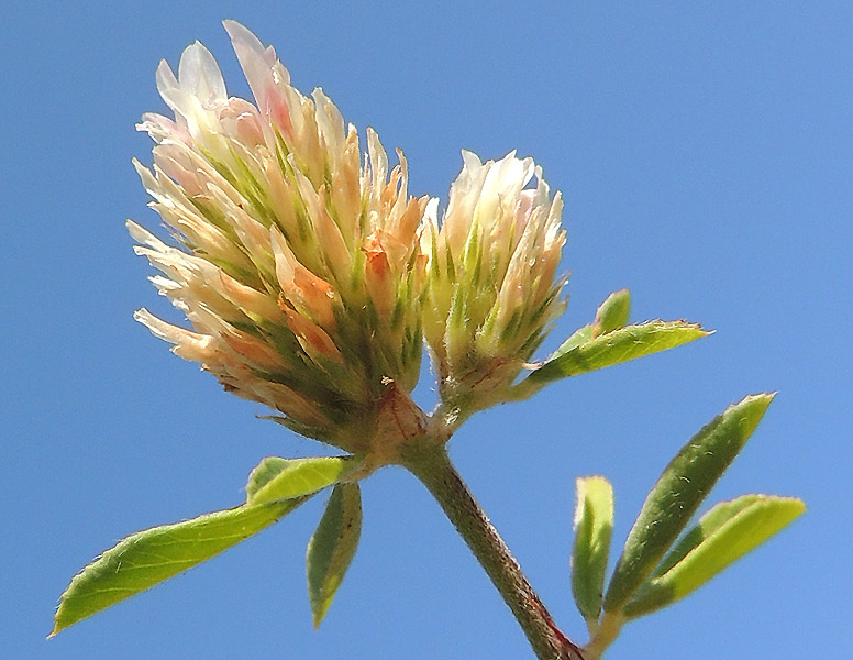 <i>Trifolium tenuifolium</i> Ten.