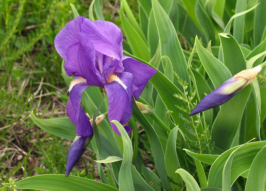 Iris cengialti Ambrosi ex A. Kern. subsp. illyrica (1).jpg