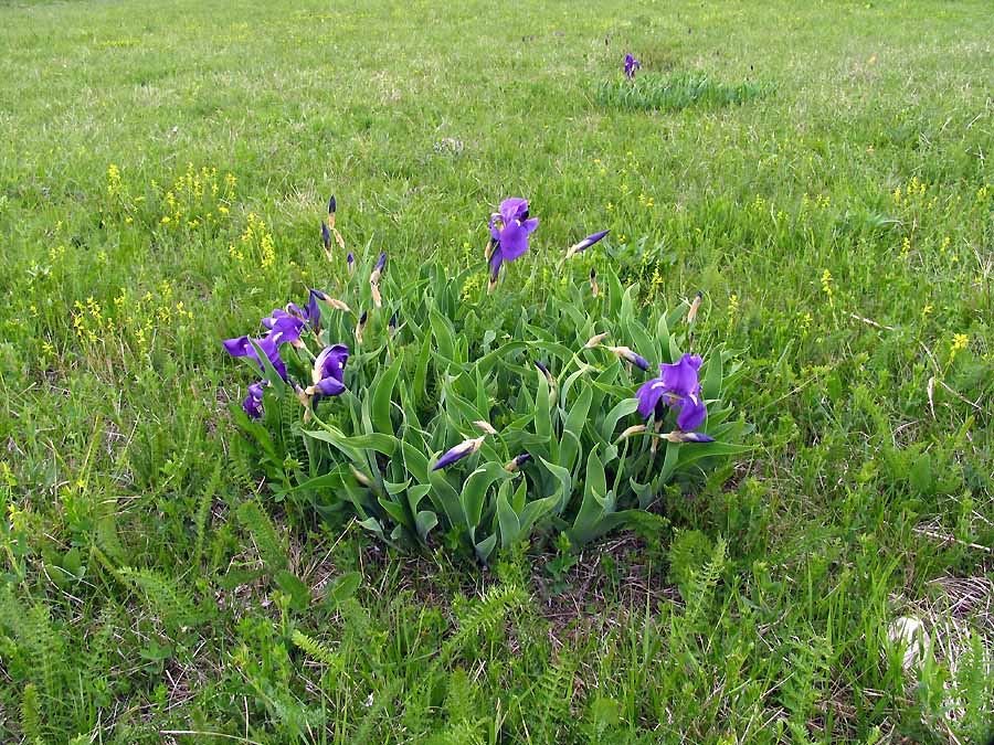 Iris cengialti Ambrosi ex A. Kern. subsp. illyrica (Asch.& Graebn.) Poldini.jpg