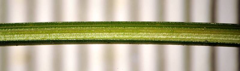 <i>Carex brachystachys</i> Schrank