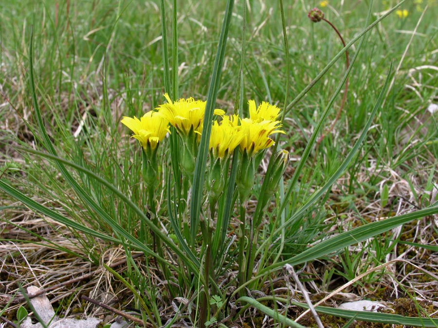 Scorzonera austriaca Willd. (1).jpg