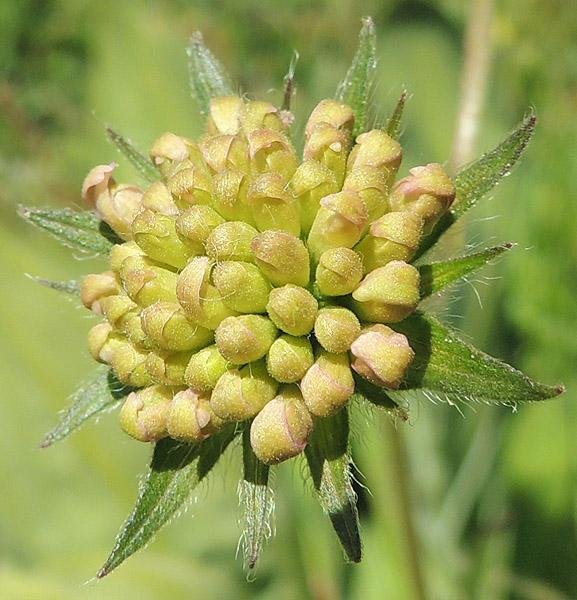 <i>Knautia dinarica</i> (Murb.) Borbás subsp. <i>silana</i> (Grande) Ehrend.