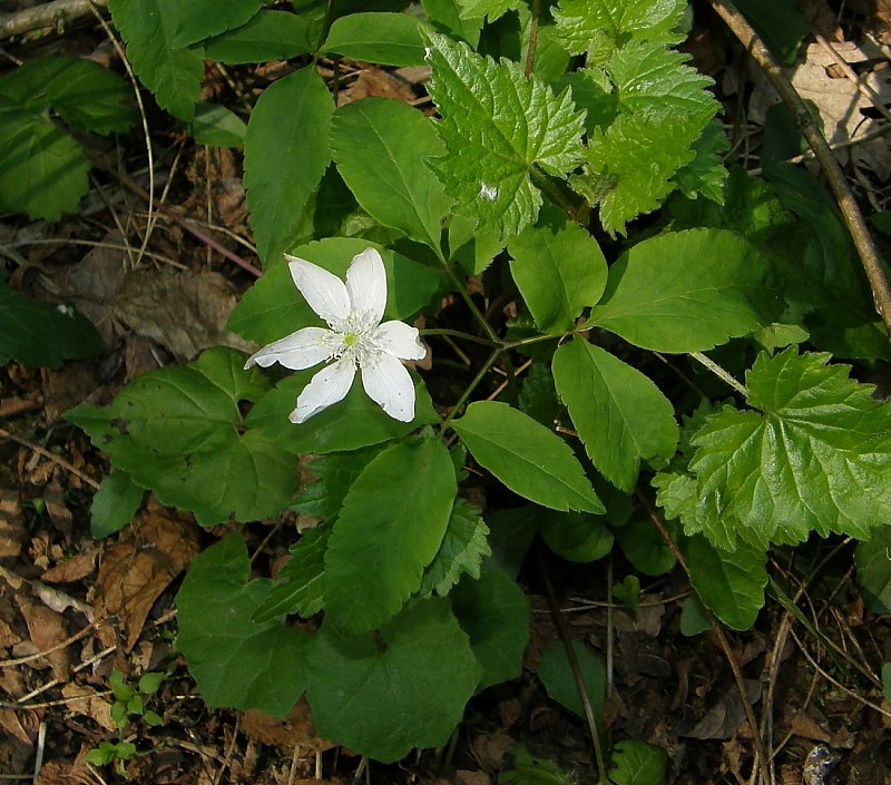 <i>Anemonoides trifolia</i> (L.) Holub subsp. <i>brevidentata</i> (Ubaldi & Puppi) Galasso, Banfi & Soldano
