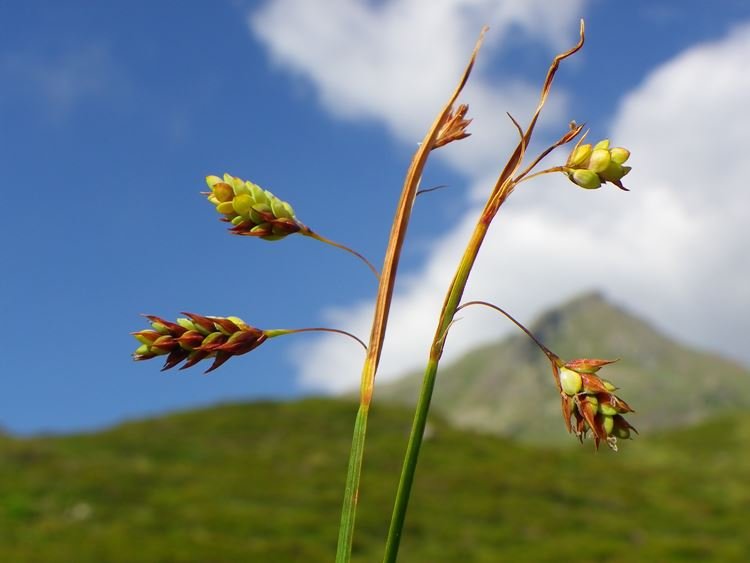 <i>Carex magellanica</i> Lam. subsp. <i>irrigua</i> (Wahlenb.) Hiitonen