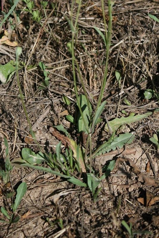 <i>Crepis bellidifolia</i> Loisel.