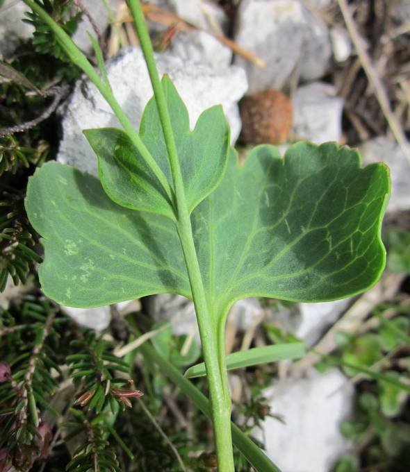 <i>Ranunculus hybridus</i> Biria