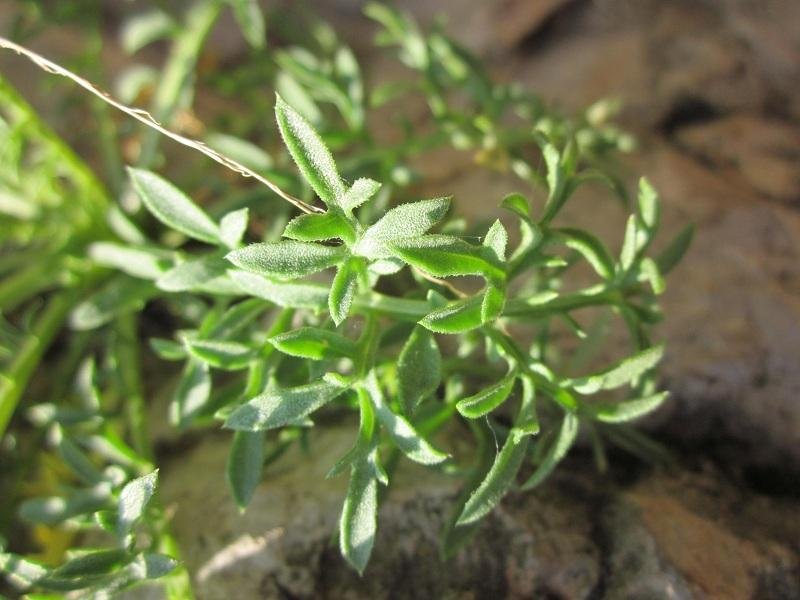 <i>Centaurea kartschiana</i> Scop. subsp. <i>kartschiana</i>