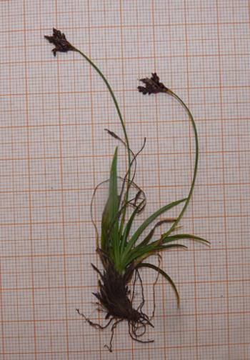 <i>Carex ornithopodioides</i> Hausm.