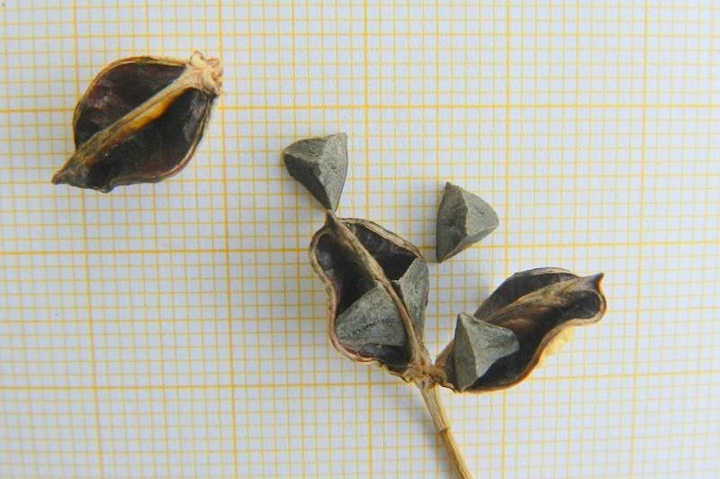 <i>Asphodeline lutea</i> (L.) Rchb.