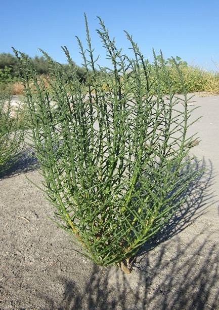 <i>Salicornia veneta</i> Pignatti & Lausi