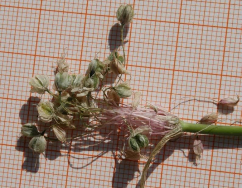 <i>Allium coloratum</i> Spreng.