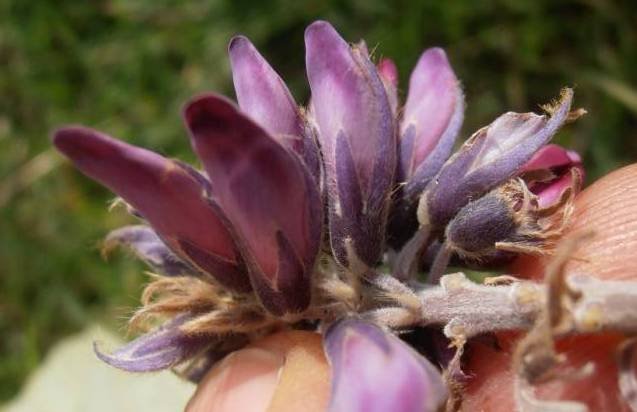 <i>Pueraria lobata</i> (Willd.) Ohwi