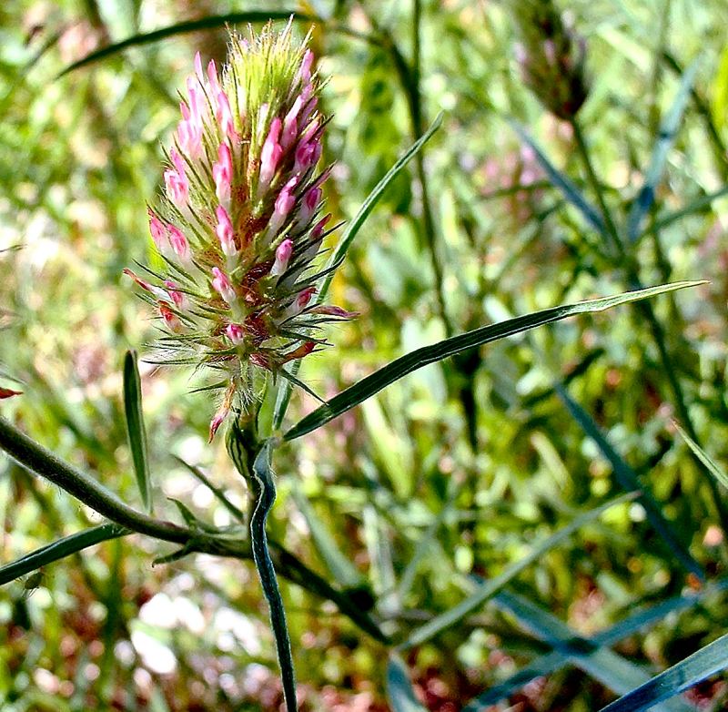 <i>Trifolium angustifolium</i> L. subsp. <i>angustifolium</i>