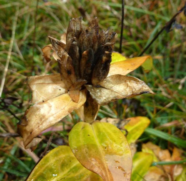 <i>Gentiana cruciata</i> L. subsp. <i>cruciata</i>