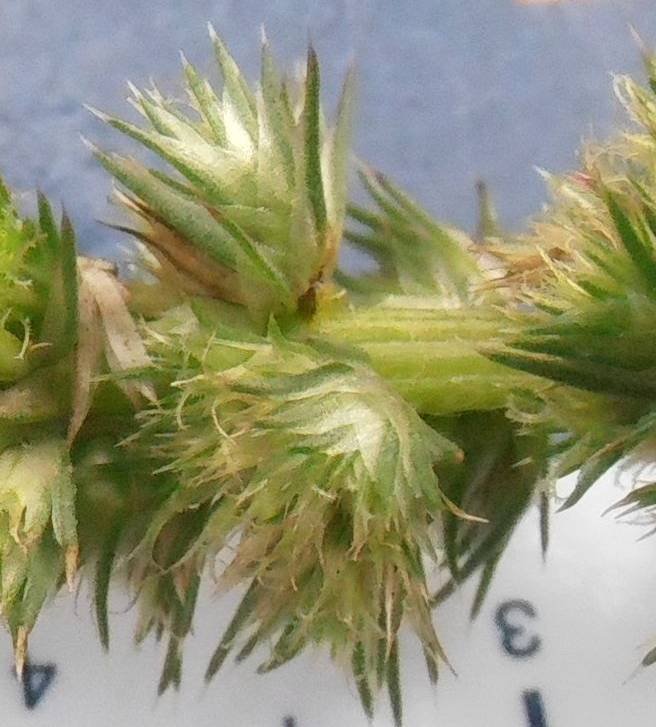 <i>Amaranthus hybridus</i> L.
