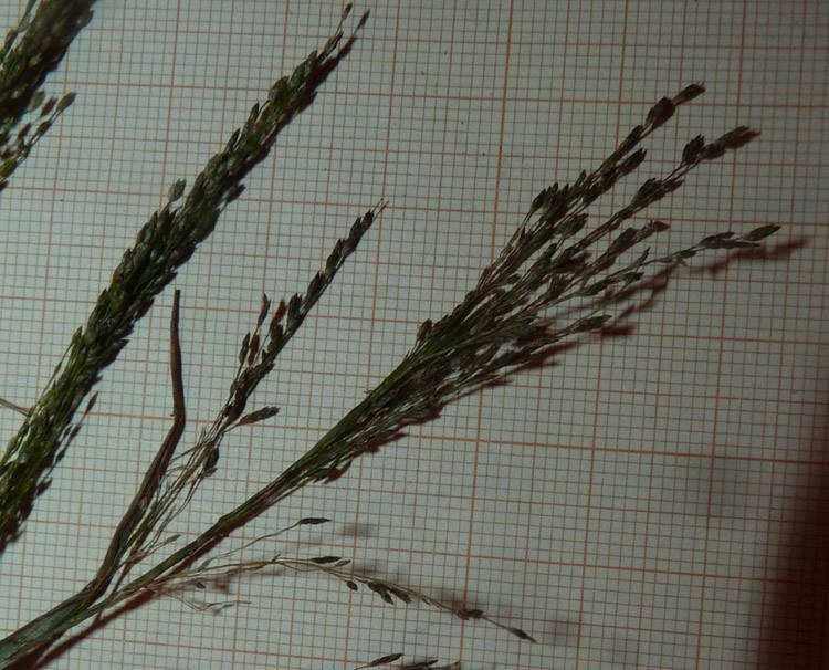 <i>Eragrostis frankii</i> (Fisch., C.A.Mey. & Avé-Lall.) Steud.