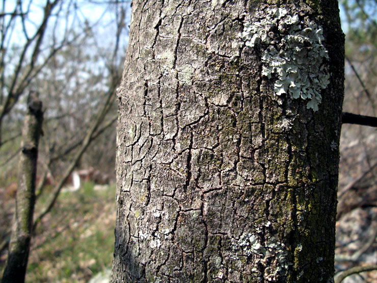 <i>Acer monspessulanum</i> L. subsp. <i>monspessulanum</i>