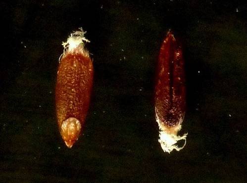 <i>Leucopoa dimorpha</i> (Guss.) H.Scholz & Foggi