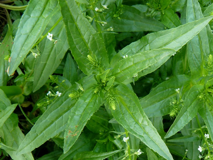 <i>Veronica catenata</i> Pennell subsp. <i>catenata</i>