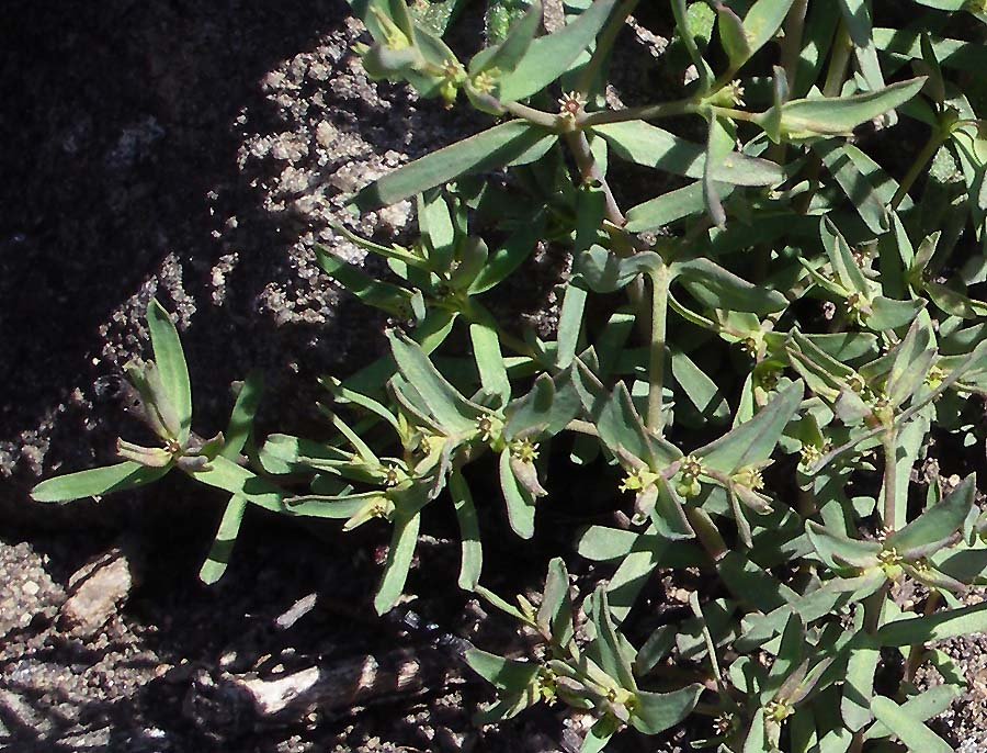 <i>Euphorbia sulcata</i> Lens ex Loisel.