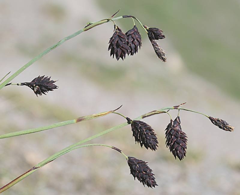 <i>Carex atrofusca</i> Schkuhr