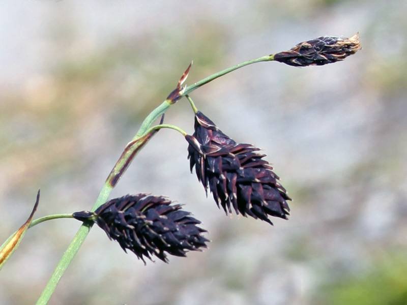 <i>Carex atrofusca</i> Schkuhr