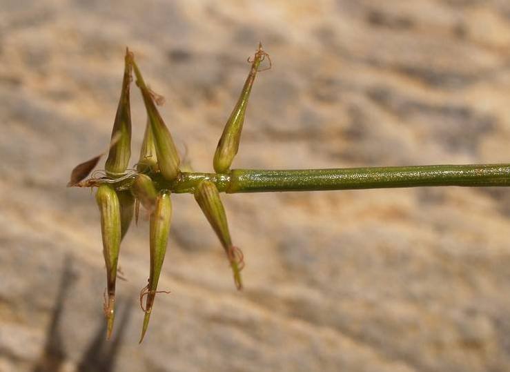 <i>Carex microglochin</i> Wahlenb.