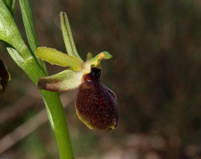 <i>Ophrys tarentina</i> Gölz & H.R.Reinhard