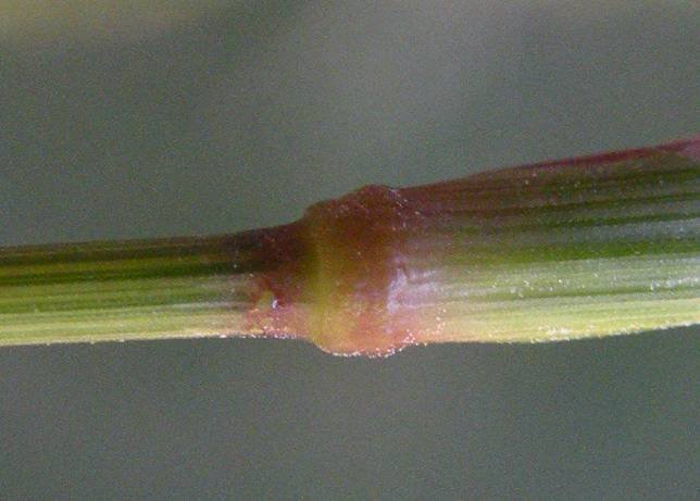 <i>Eragrostis mexicana</i> (Hornem.) Link subsp. <i>virescens</i> (J.Presl) S.D.Koch & Sánchez Vega