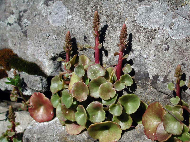 Umbilicus rupestris (Salisb.) Dandy