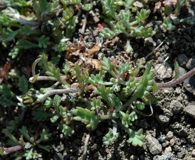 <i>Leucanthemopsis alpina</i> (L.) Heywood