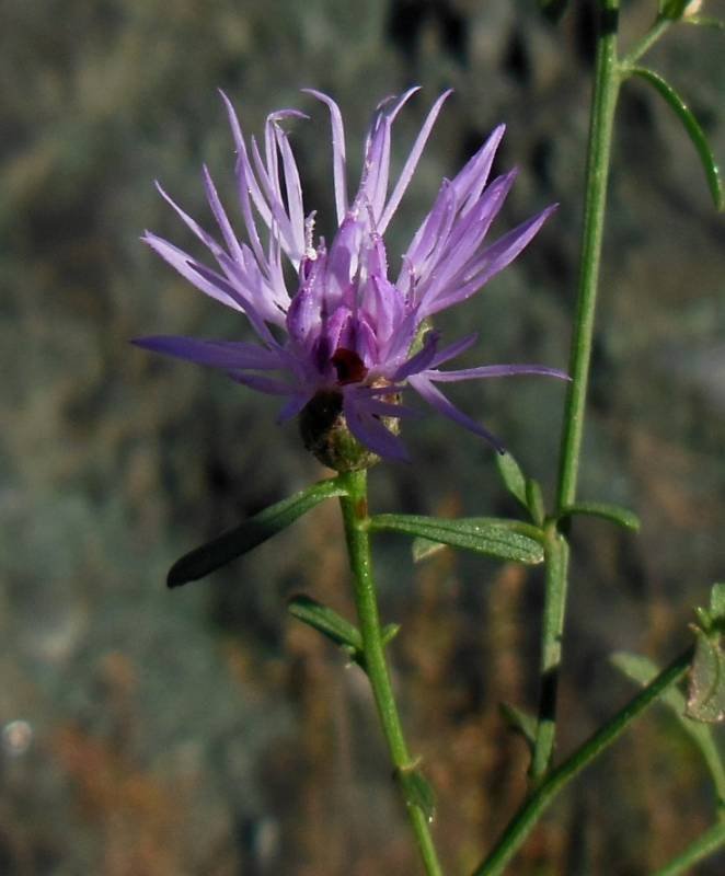 <i>Centaurea aplolepa</i> Moretti subsp. <i>carueliana</i> (Micheletti) Dostál